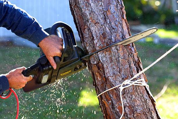 How Our Tree Care Process Works  in  Woodburn, VA